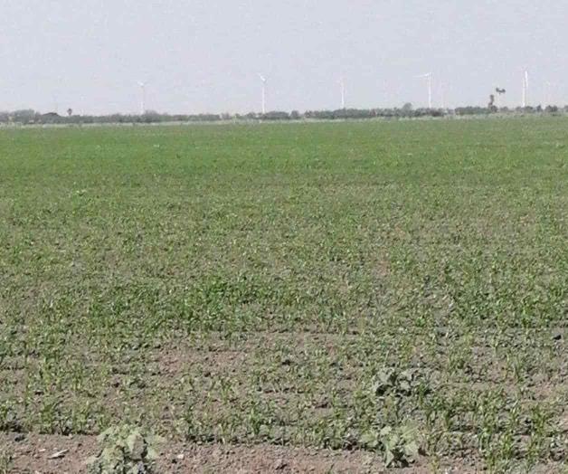 Alistan cultivos para los riegos