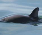 México intenta evitar sanciones por situación de la vaquita
