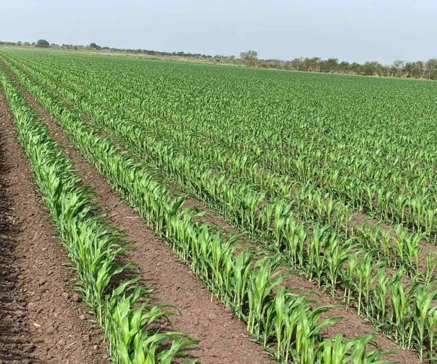 Esperan productores llegada de las lluvias Esperan productores llegada de las lluvias