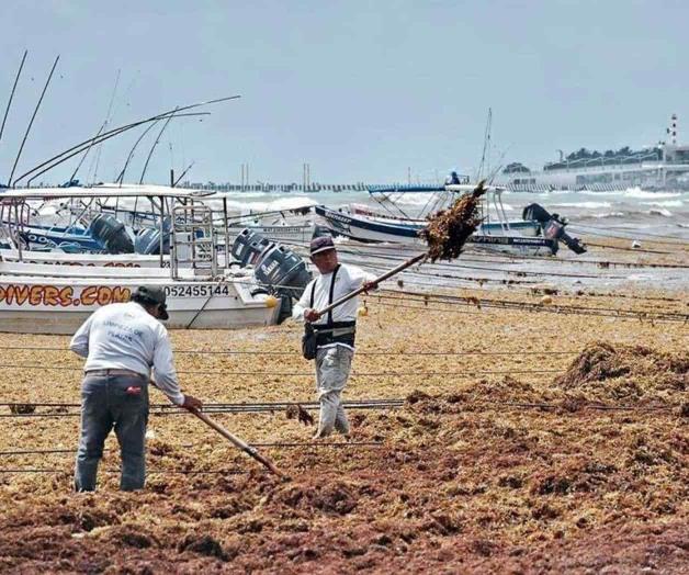 Apenas vienen vacaciones y ya tapiza sargazo playas en QR