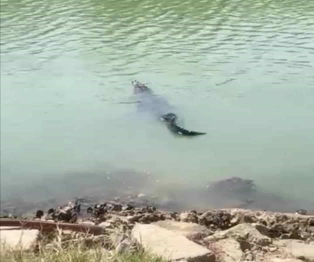 Migran cocodrilos a norte de Veracruz Migran cocodrilos a norte de Veracruz