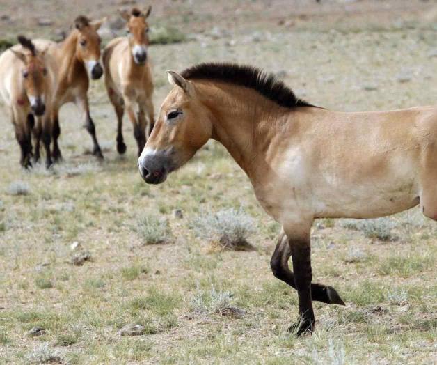 Se remonta a 5 mil años