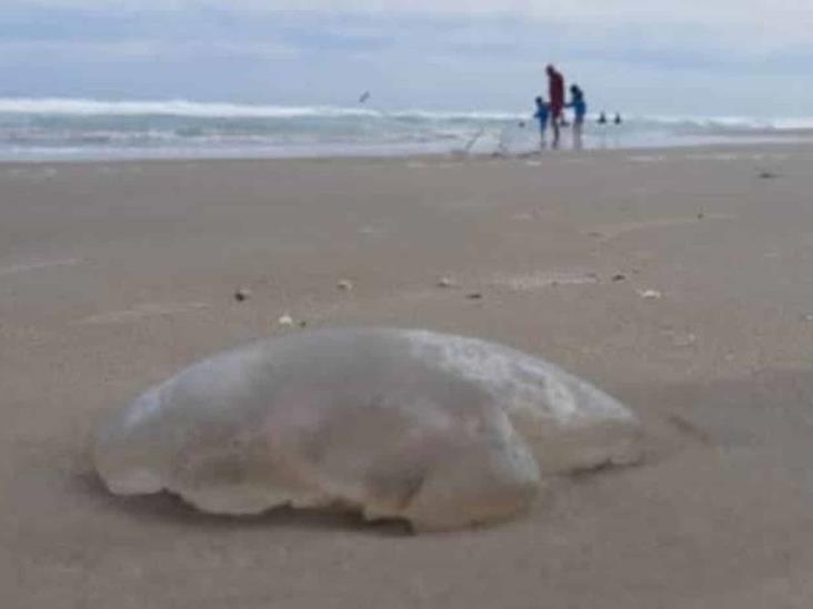 Aparece agua mala en la playa Miramar Aparece agua mala en la playa Miramar