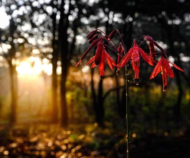 Preparan restauración en La Primavera tras incendios