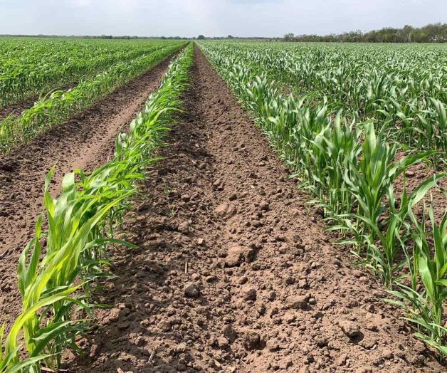 Esperan agua de la presa para cultivos de sorgo