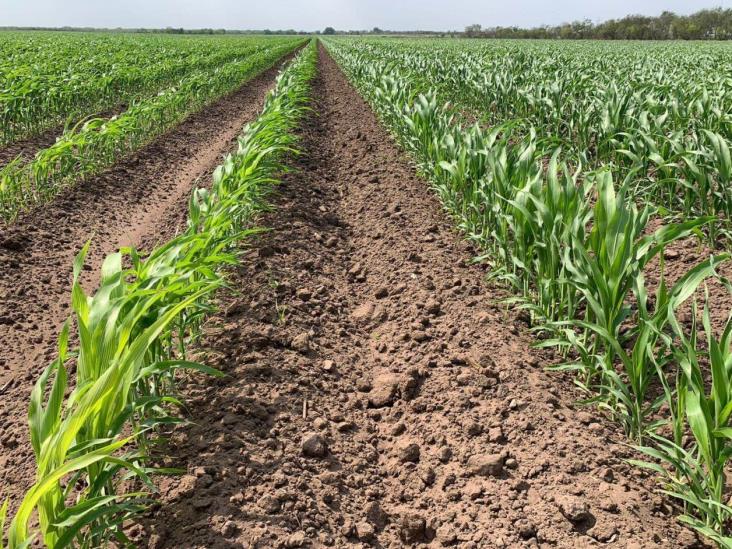 Esperan agua de la presa para cultivos de sorgo Esperan agua de la presa para cultivos de sorgo