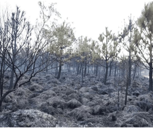 Más de 80 elementos combaten incendio forestal de Tlacotepec