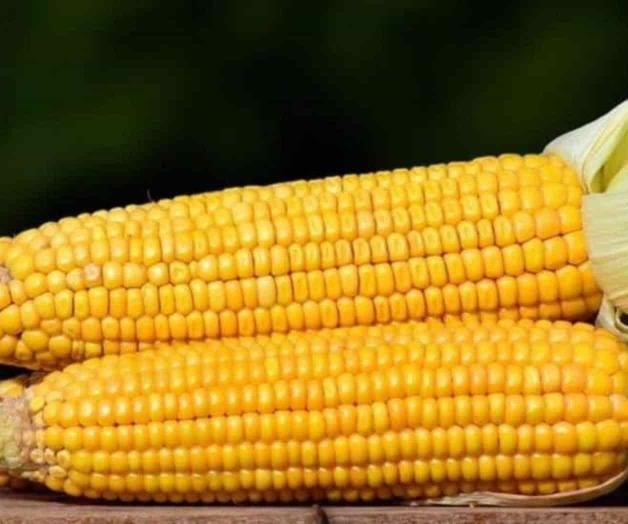 México y EU, con 6 meses para resolver tema de maíz transgénico