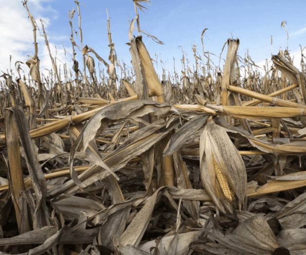 Producción de comida agravaría calentamiento