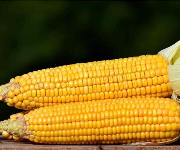 Lleva México las de perder en maíz Lleva México las de perder en maíz