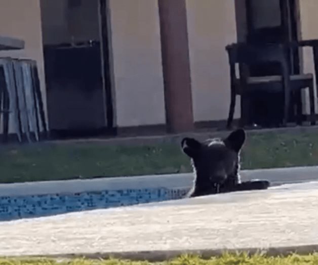 Captan oso refrescándose en alberca de casa en Monterrey Captan oso refrescándose en alberca de casa en Monterrey