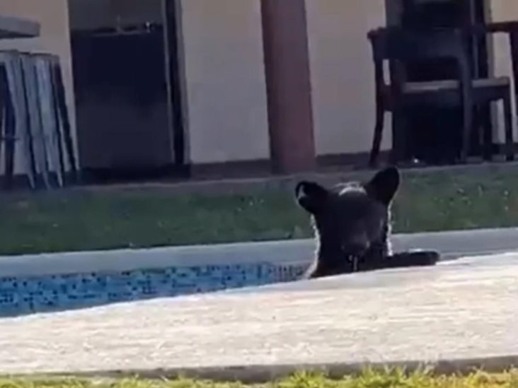 Captan oso refrescándose en alberca de casa en Monterrey Captan oso refrescándose en alberca de casa en Monterrey