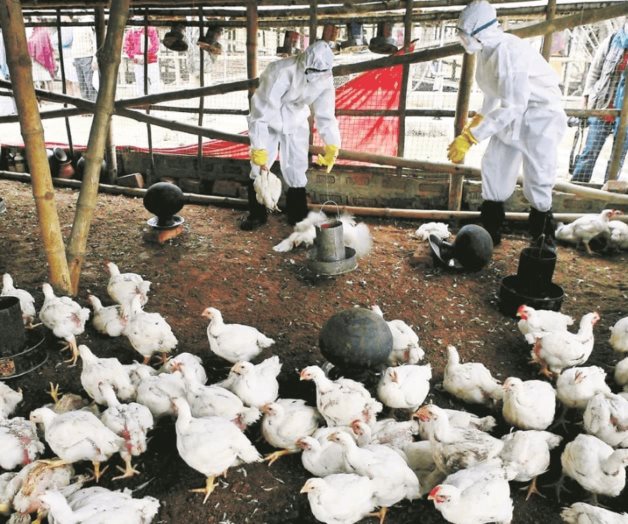 Sacrifican 826 mil pollos por gripe aviar en Aguascalientes Sacrifican 826 mil pollos por gripe aviar en Aguascalientes
