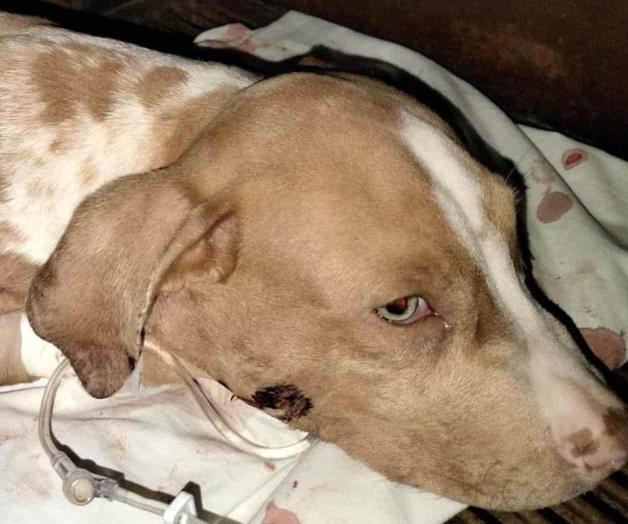 Hieren a cachorro con navaja: necesita ayuda 