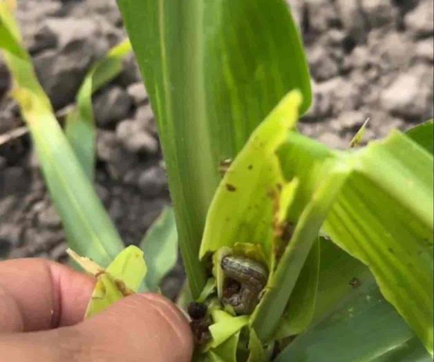 Pedirán al Creador les mande lluvias