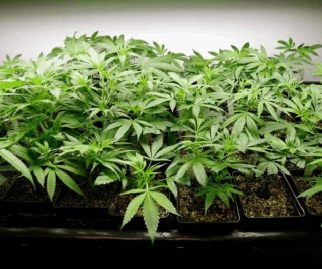 Autorizan primera empresa de cannabis industrial en México