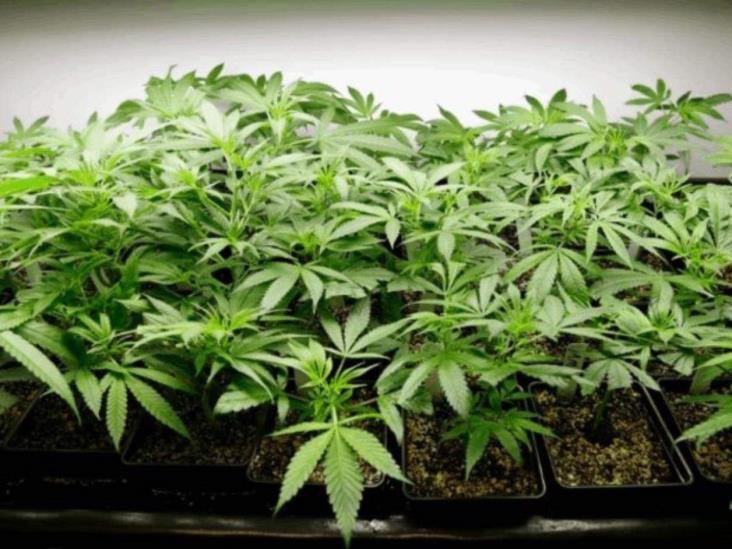 Autorizan primera empresa de cannabis industrial en México Autorizan primera empresa de cannabis industrial en México