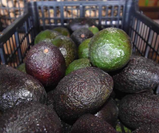 Vuelve aumento al costo del aguacate