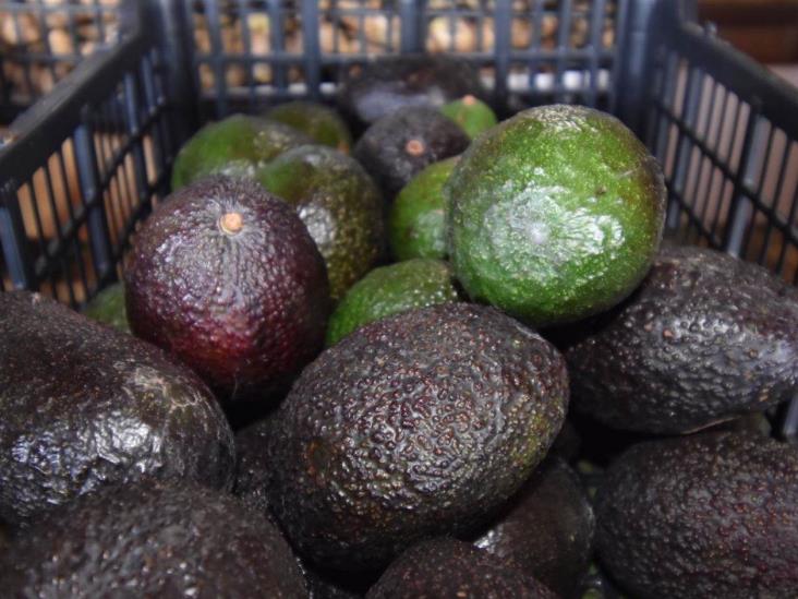 Vuelve aumento al costo del aguacate Vuelve aumento al costo del aguacate