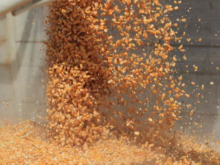 Arriesgan 11 mil mdd en agroexportaciones Arriesgan 11 mil mdd en agroexportaciones