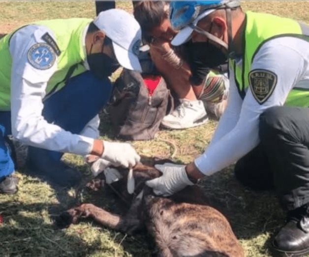 Hallan a pitbull herido en la avenida Hidalgo; agresores escaparon