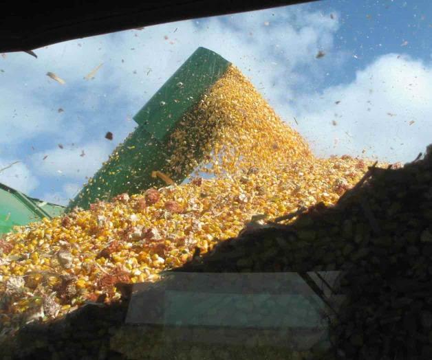 Puede decreto detonar panel de EU por maíz