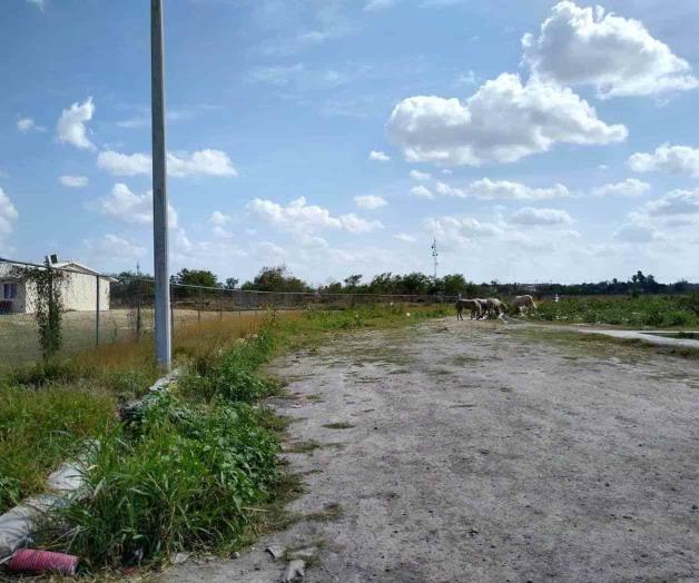 Se alimentan caballos de desechos en basura Se alimentan caballos de desechos en basura