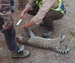 Arrollan y matan a jaguar en la carretera Tuxpan-Tampico