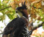 Detectan pareja de águila en extinción en Manantlán