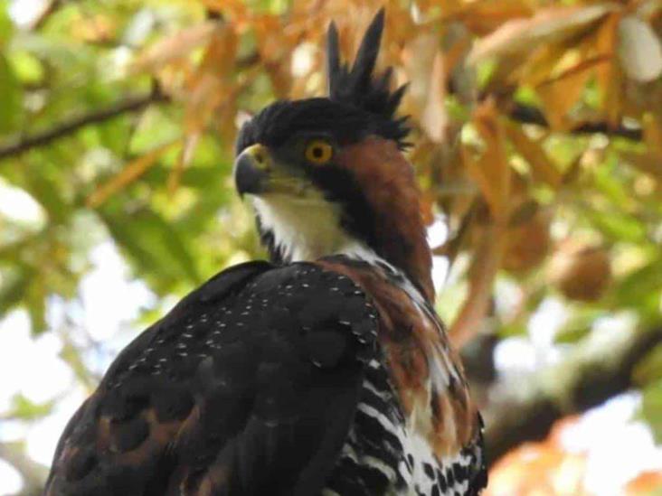 Detectan pareja de águila en extinción en Manantlán Detectan pareja de águila en extinción en Manantlán