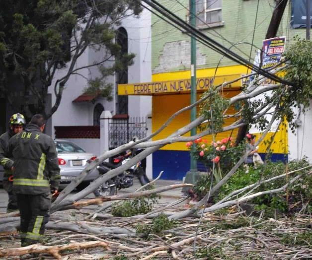 Suma CDMX al menos 24 árboles caídos por ráfagas Suma CDMX al menos 24 árboles caídos por ráfagas