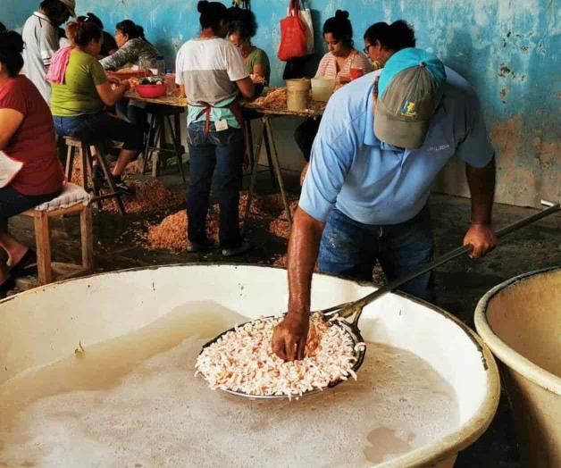 Baja producción de camarón de laguna