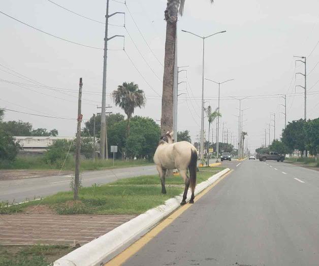 Deambula manada de caballos en carretera