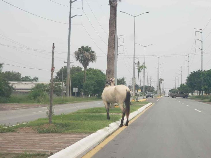 Deambula manada de caballos en carretera Deambula manada de caballos en carretera