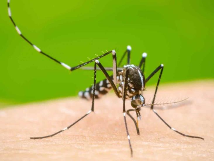 Tamaulipas con 52 casos de dengue Tamaulipas con 52 casos de dengue