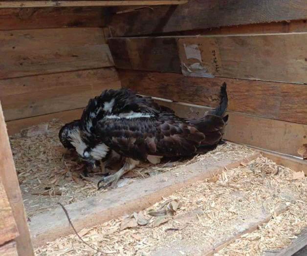 Encuentran águila en mal estado de salud