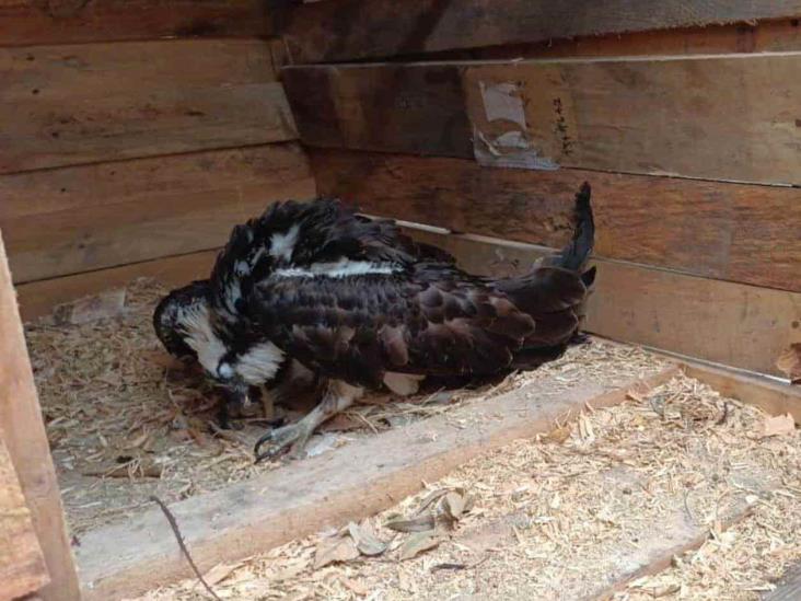 Encuentran águila en mal estado de salud Encuentran águila en mal estado de salud