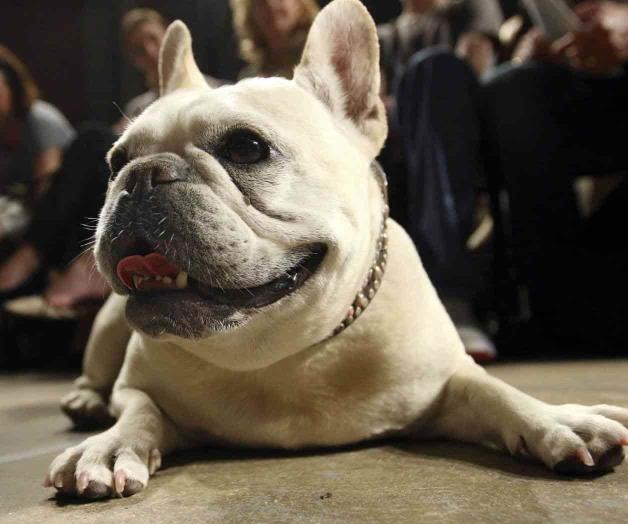 El bulldog francés es la raza más popular