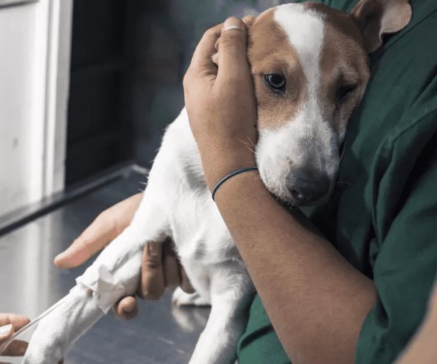 Brote de “moquillo”  en perros y gatos