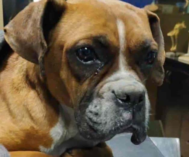 Tiran a perrita boxer: necesita ayuda para mejorar su salud