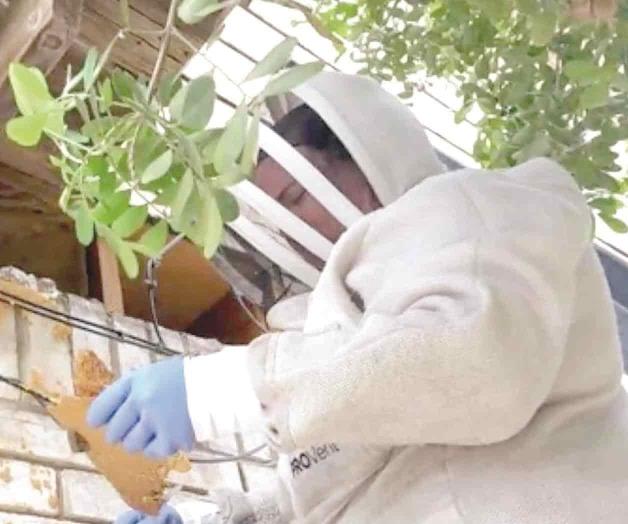 Mueren por el ataque de abejas dos mascotas Mueren por el ataque de abejas dos mascotas