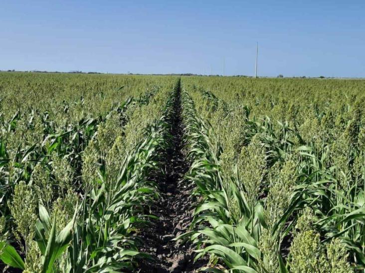 Detectan plagas en sembradíos de sorgo Detectan plagas en sembradíos de sorgo
