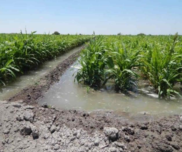 Aplican primer riego de auxilio Aplican primer riego de auxilio