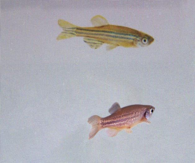 Peces sienten temor de otro pez, revelan Peces sienten temor de otro pez, revelan