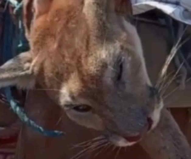 Cazan a dos pumas silvestres por pleito ganadero 