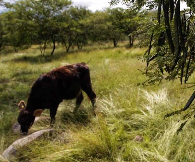 Destinan 18 mdp a proyectos forestales 