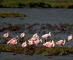 Pide TPWD a vacacionistas no molestar a aves acuáticas