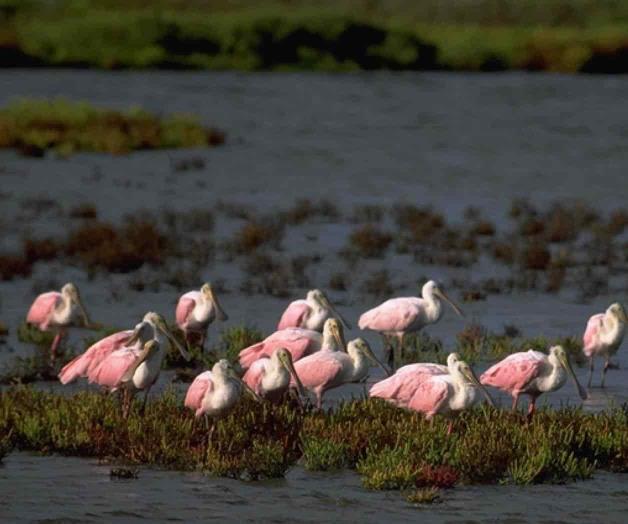 Pide TPWD a vacacionistas no molestar a aves acuáticas Pide TPWD a vacacionistas no molestar a aves acuáticas
