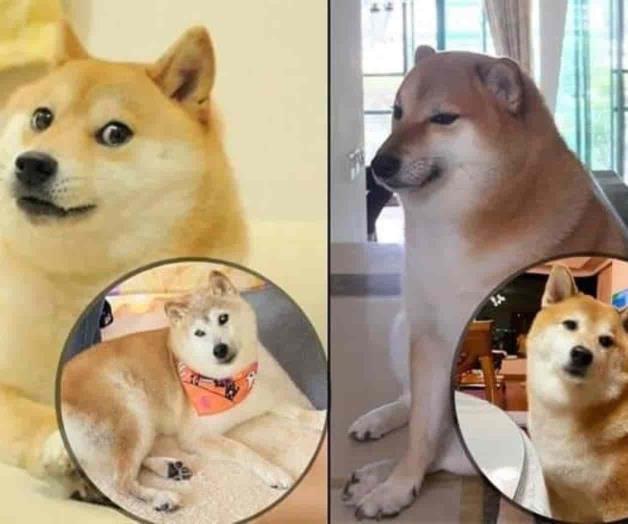 Kabosu y Balltze: detrás de memes  de Doge y Cheems