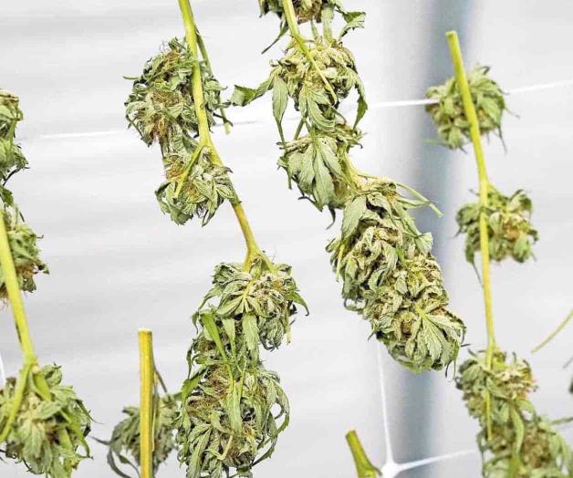 Compran consumidores 300 mdd en mariguana